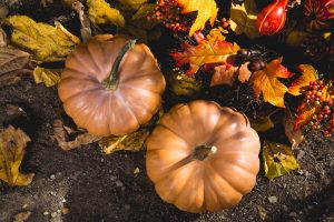 Thanksgiving New Perspective